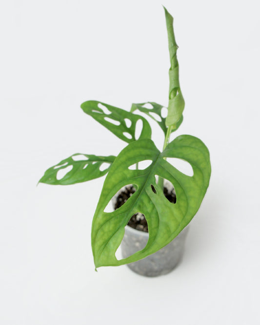 Monstera Adansonii (S)