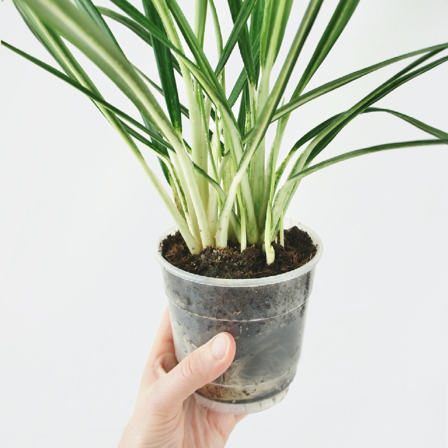 Aglaonema White Blizzi