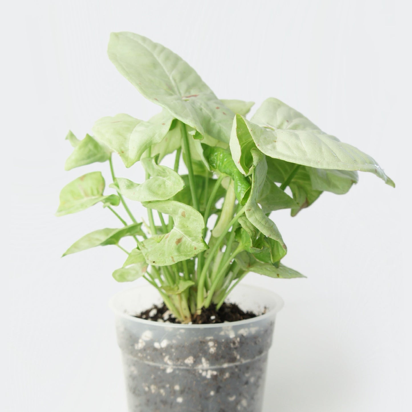 Syngonium Milk Confetti (M)