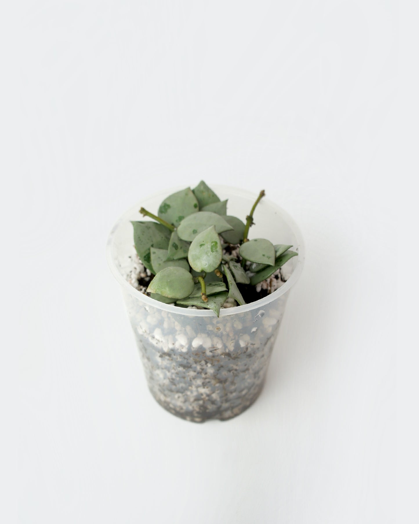 Hoya Krohniana Eskimo