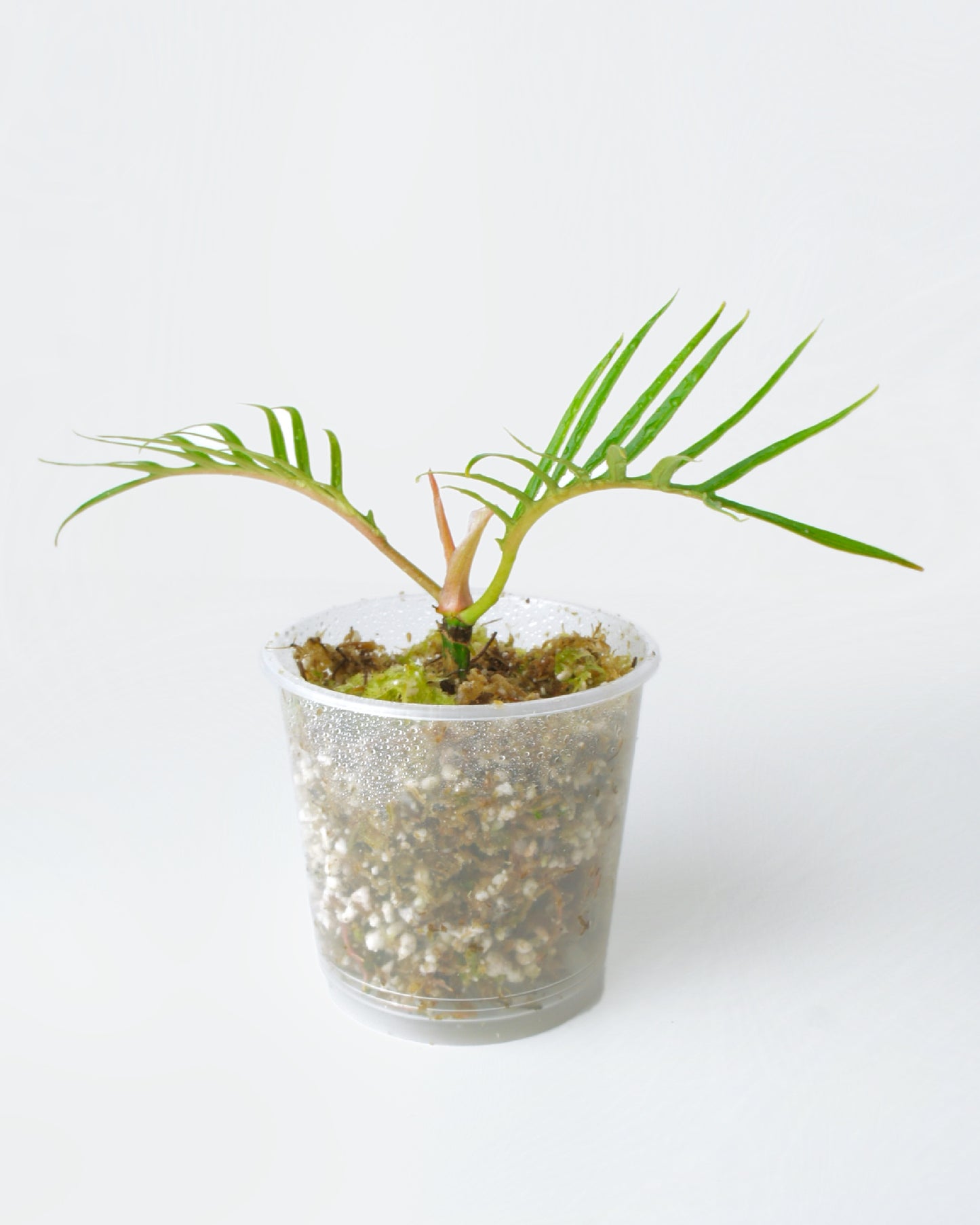 Philodendron Tortum (S)