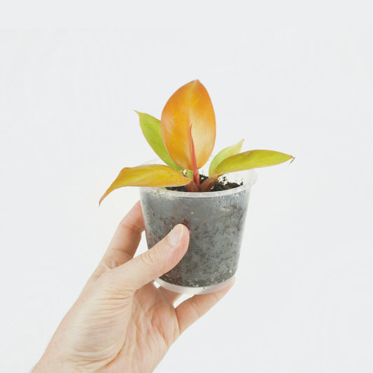 Philodendron Prince of Orange