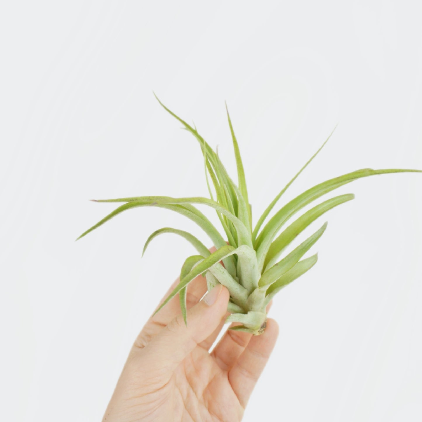 Tillandsia Multiflora (S)