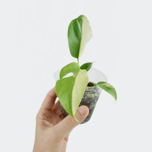 Rhaphidophora Tetrasperma Variegata