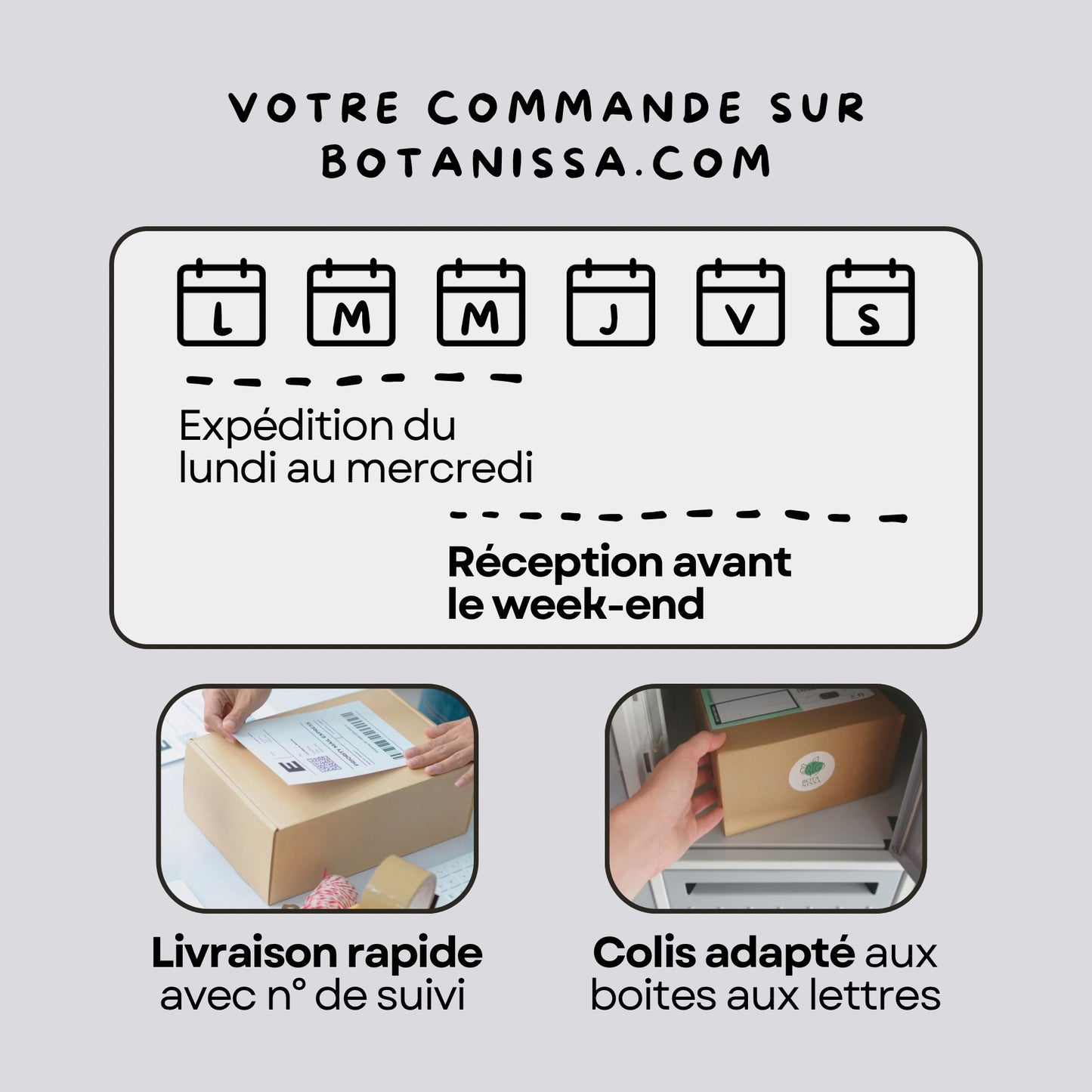 Epiphyllum Anguliger - cactus zigzag