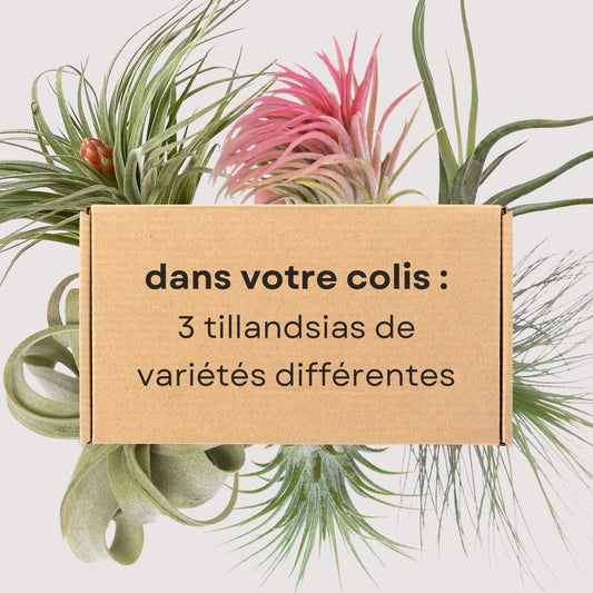 Trio Tillandsias