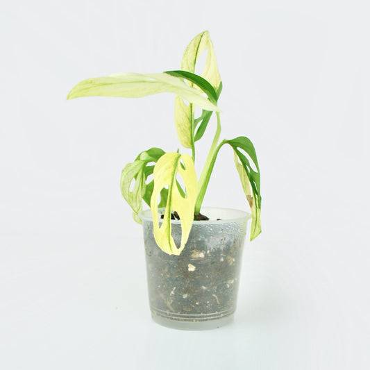 Monstera Adansonii Variegata (M)