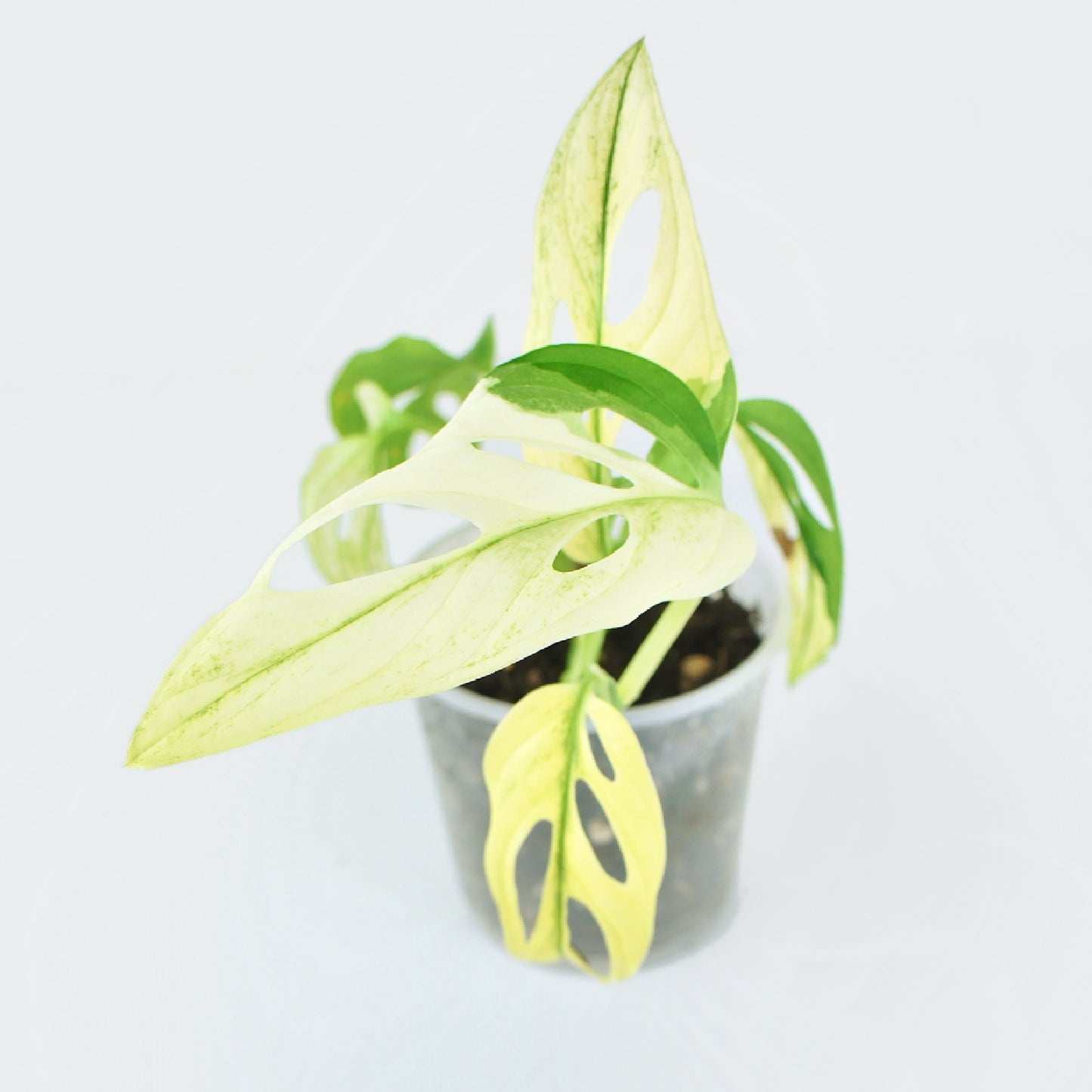 Monstera Adansonii Variegata (M)