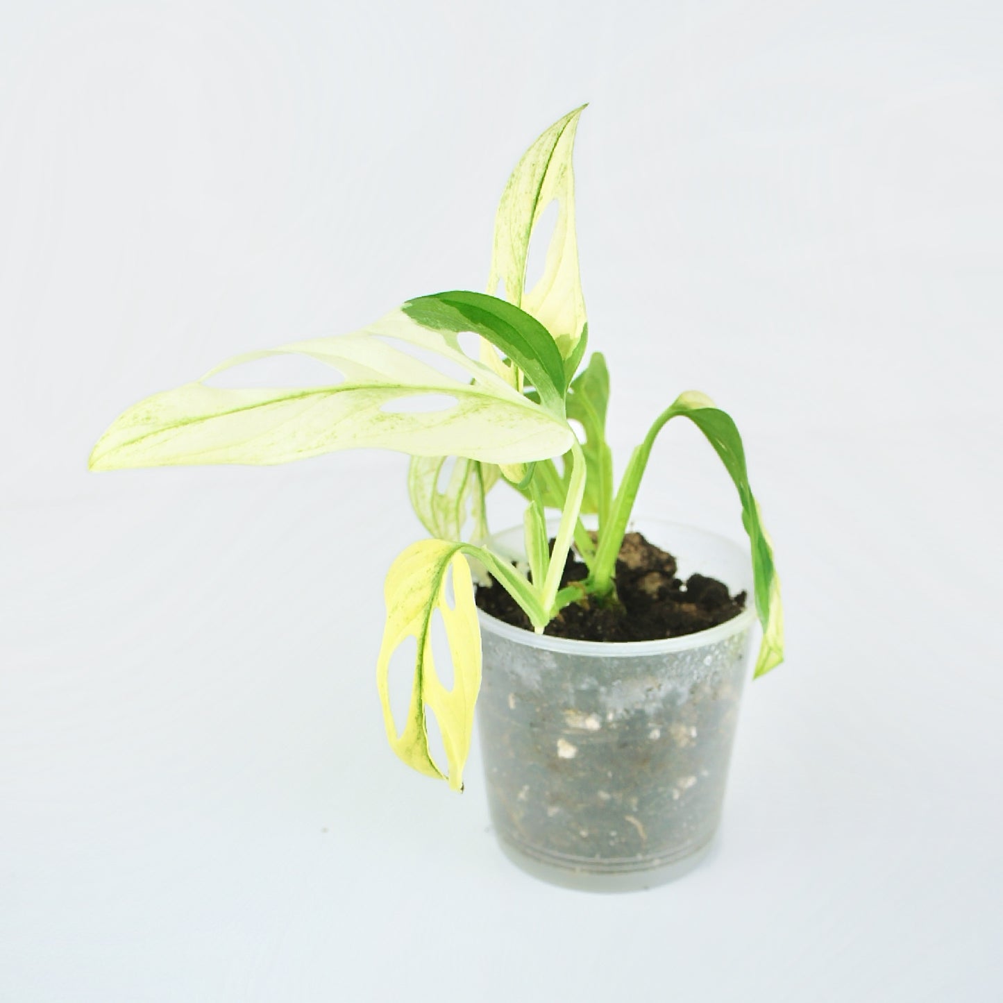 Monstera Adansonii Variegata (M)