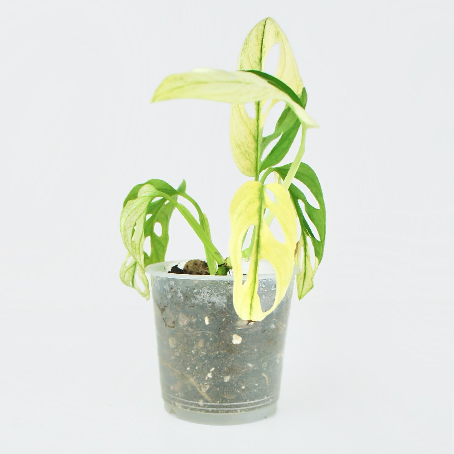 Monstera Adansonii Variegata (M)