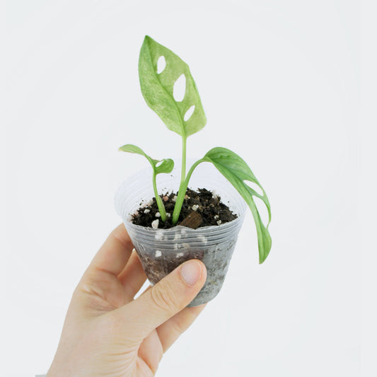 Monstera Adansonii Var. Mint (S)
