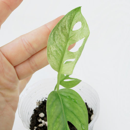 Monstera Adansonii Var. Mint (S)