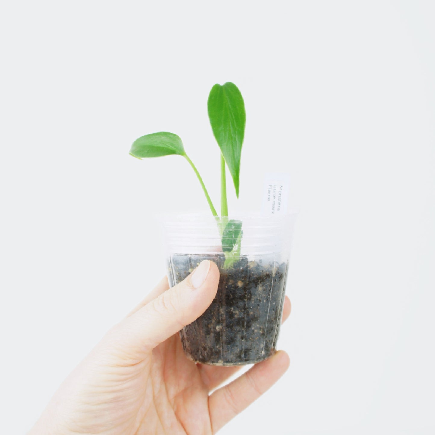 Monstera Burle Marx Flame (S)