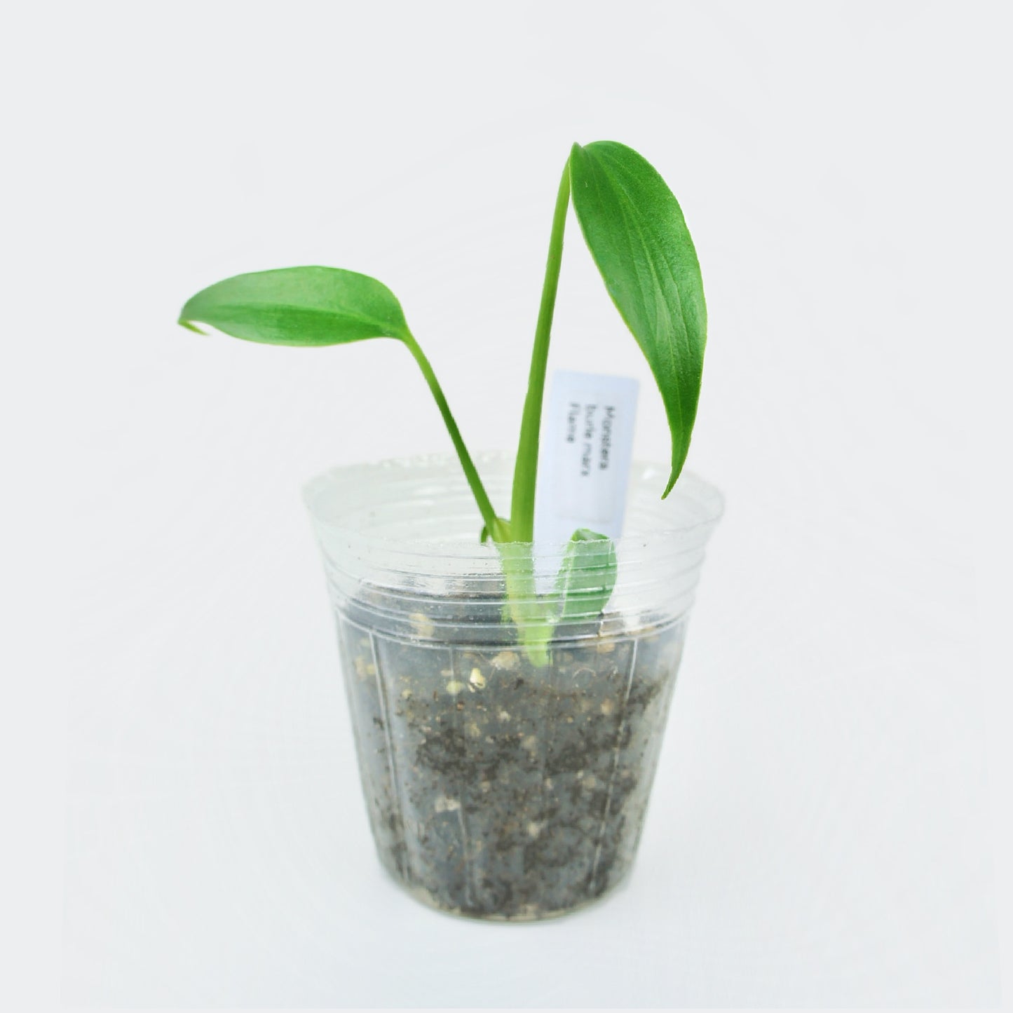 Monstera Burle Marx Flame (S)