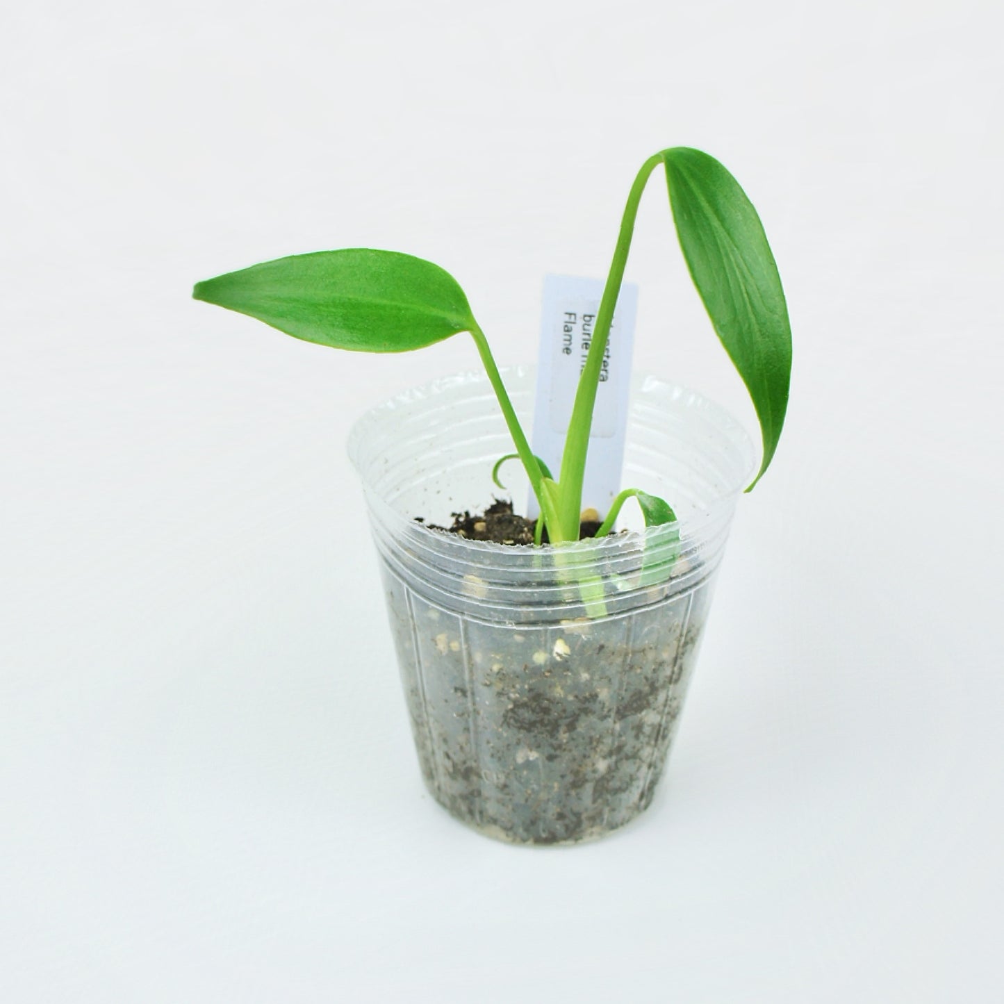 Monstera Burle Marx Flame (S)