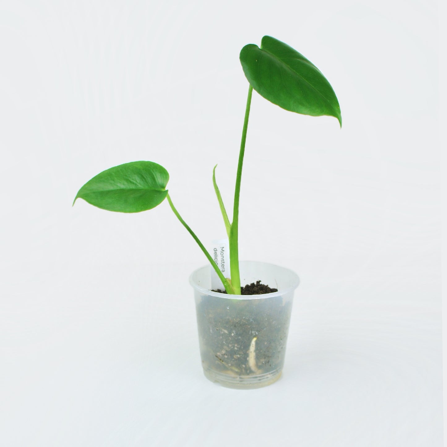 Monstera Deliciosa (S)