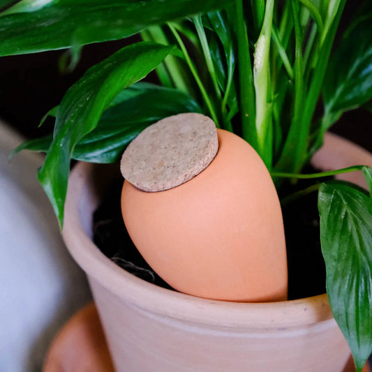 Olla terre cuite - Terracotta