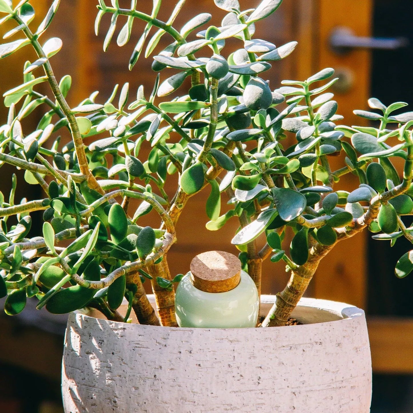 Olla terre cuite émaillée -  Vert et Blanc