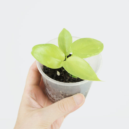 Philodendron Bipennifolium Golden Violin