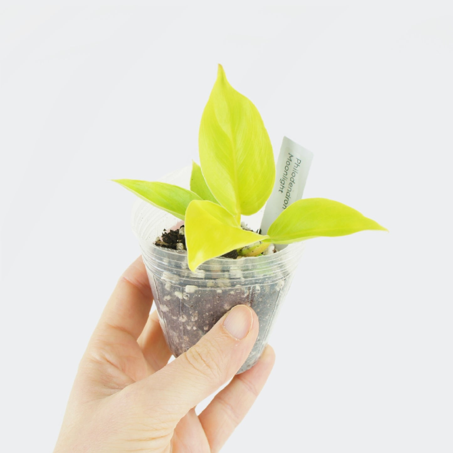 Philodendron Moonlight