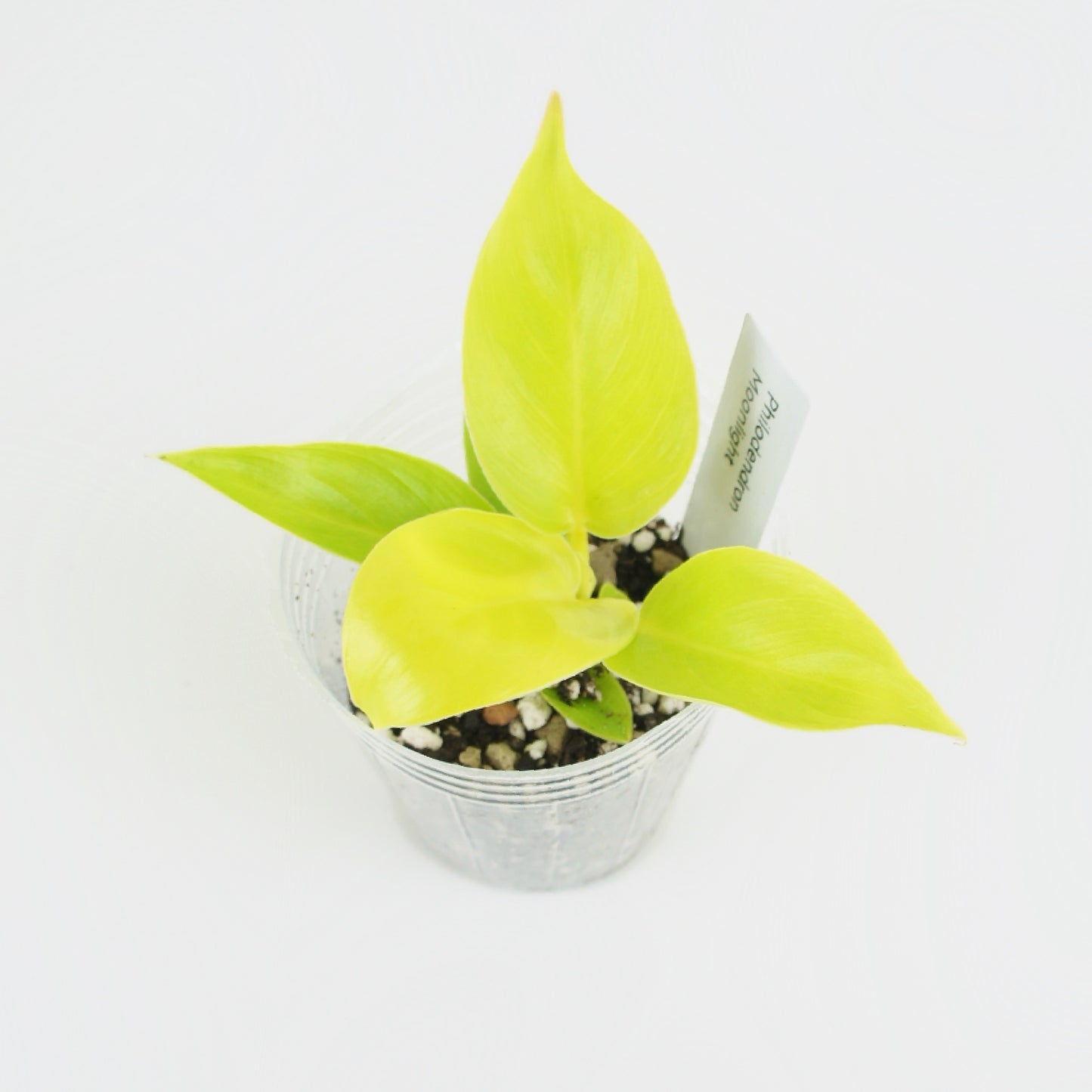 Philodendron Moonlight