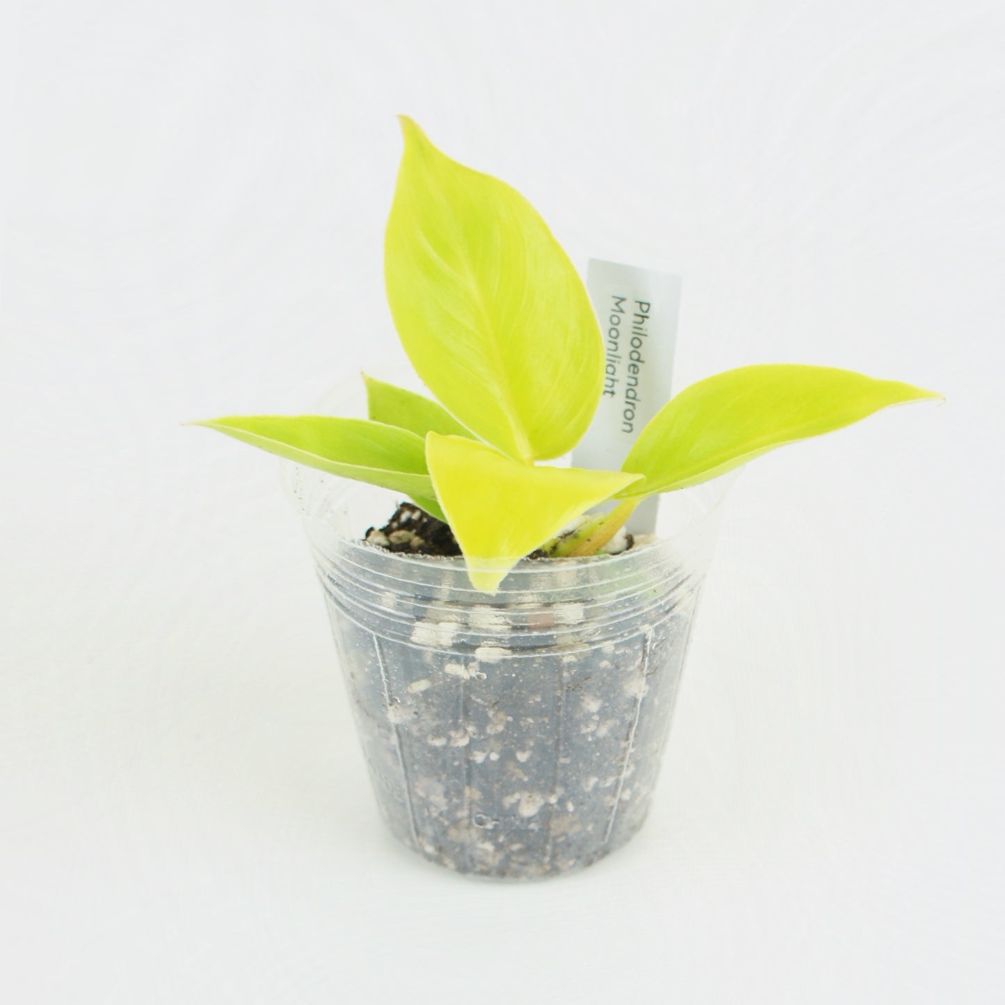 Philodendron Moonlight