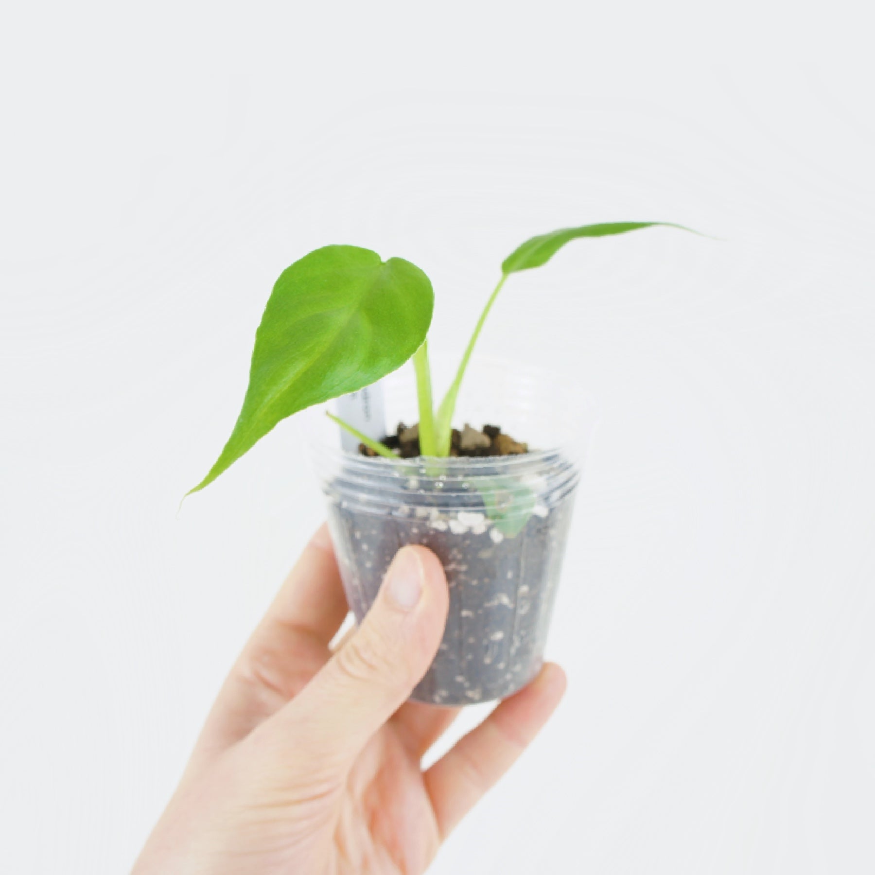 bouture philodendron Philodendron Radiatum (S)
