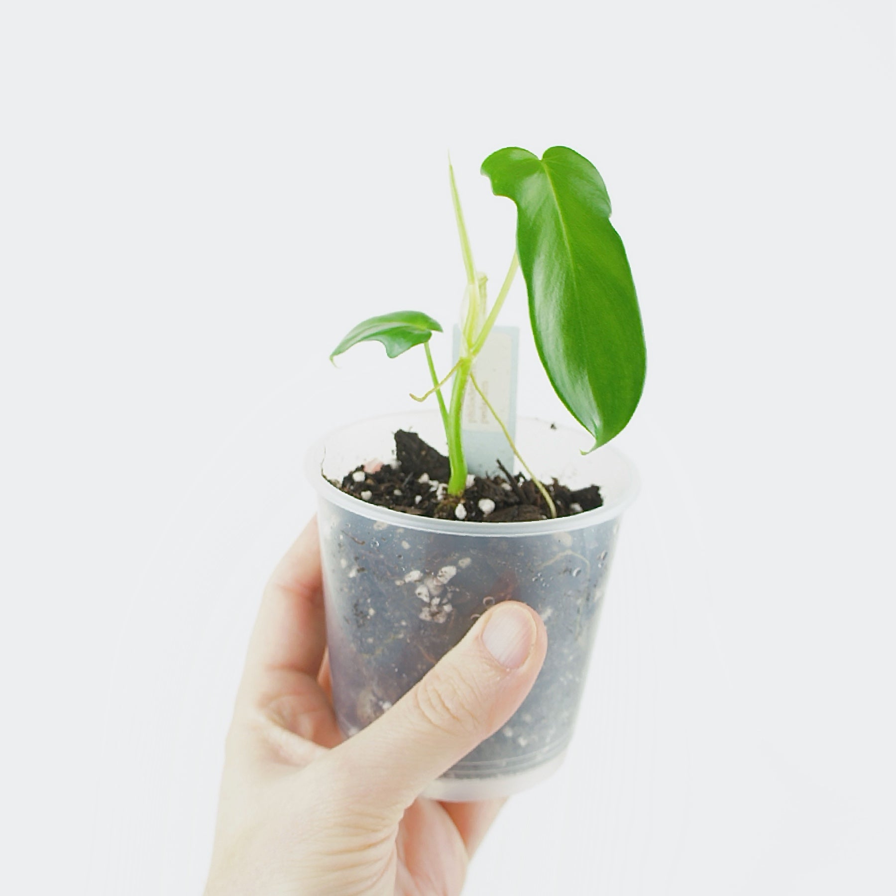 bouturer philodendron Bouture de Philodendron Pedatum Florida Green – BOTANISSA