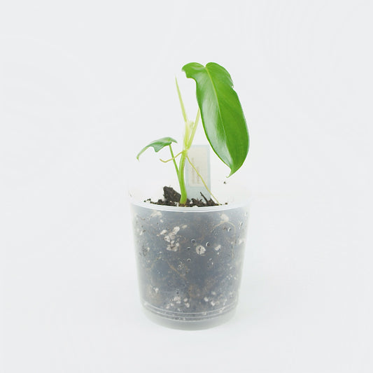 Philodendron Pedatum - Florida Green (S)