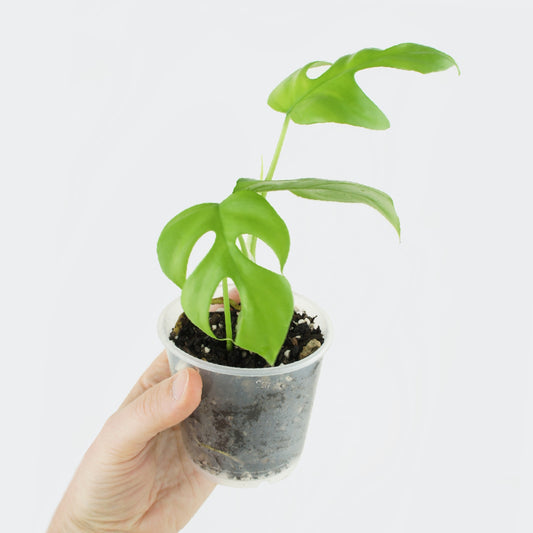 Rhaphidophora Tetrasperma (S) - monstera minima