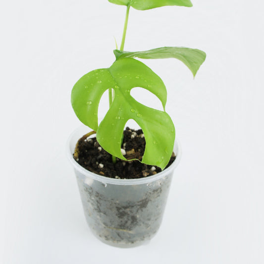Rhaphidophora Tetrasperma (S) - monstera minima