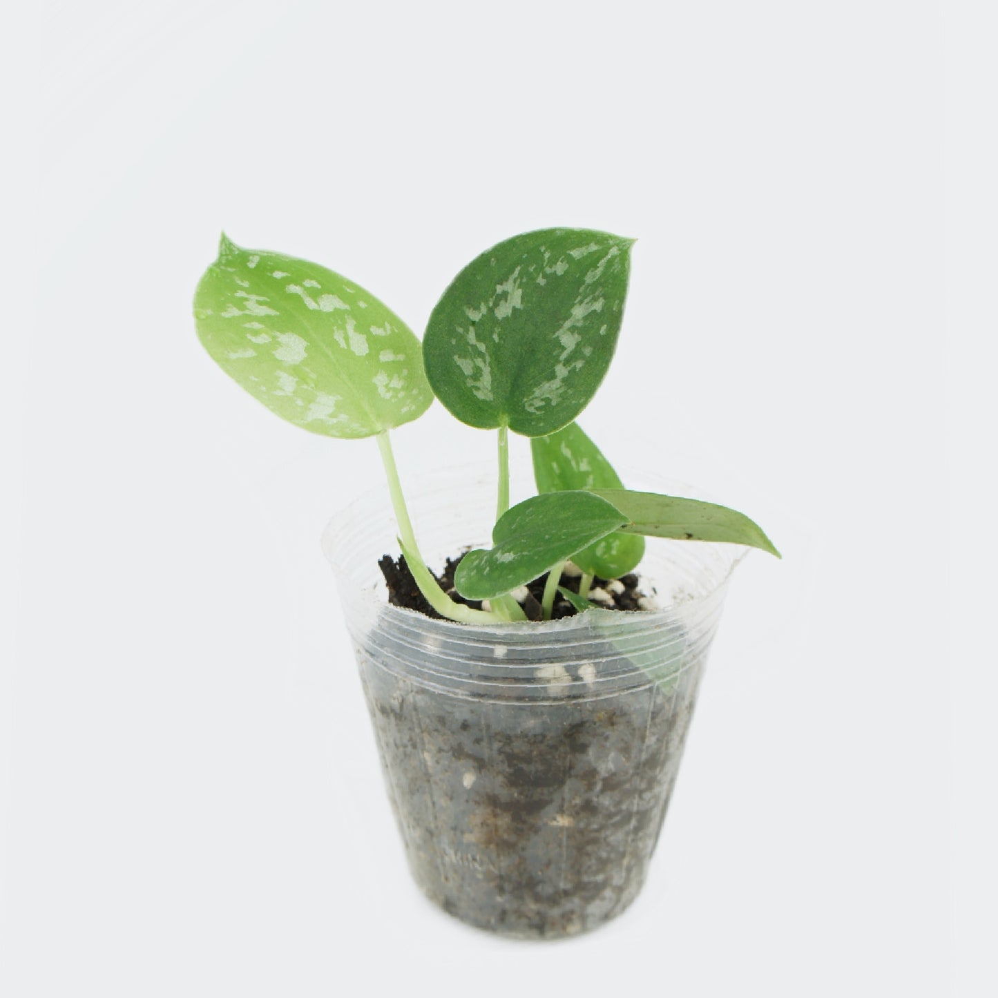 Scindapsus Pictus Argyraeus