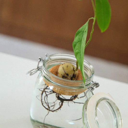 Bouée pour noyau d’avocat