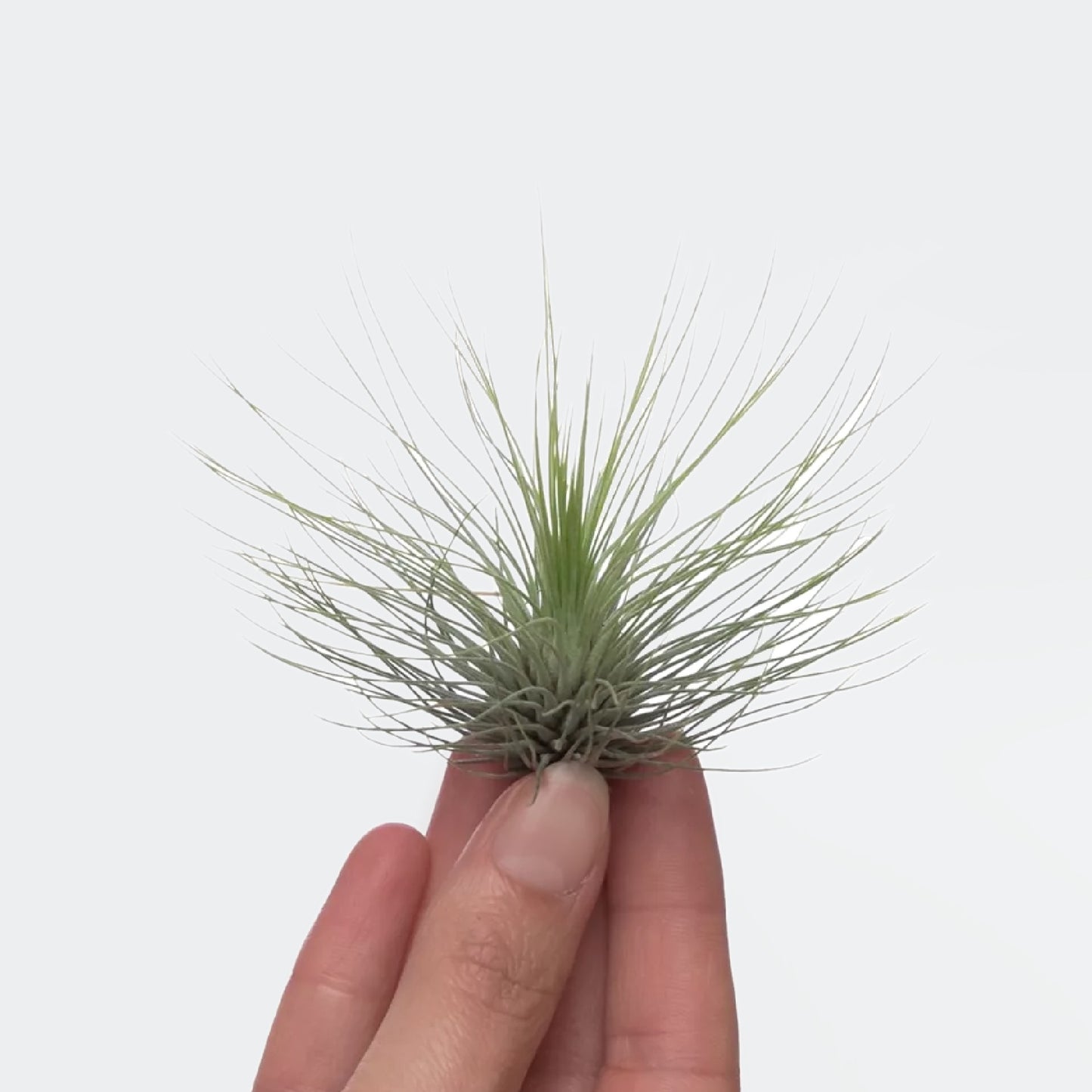 Tillandsia Andreana (L)