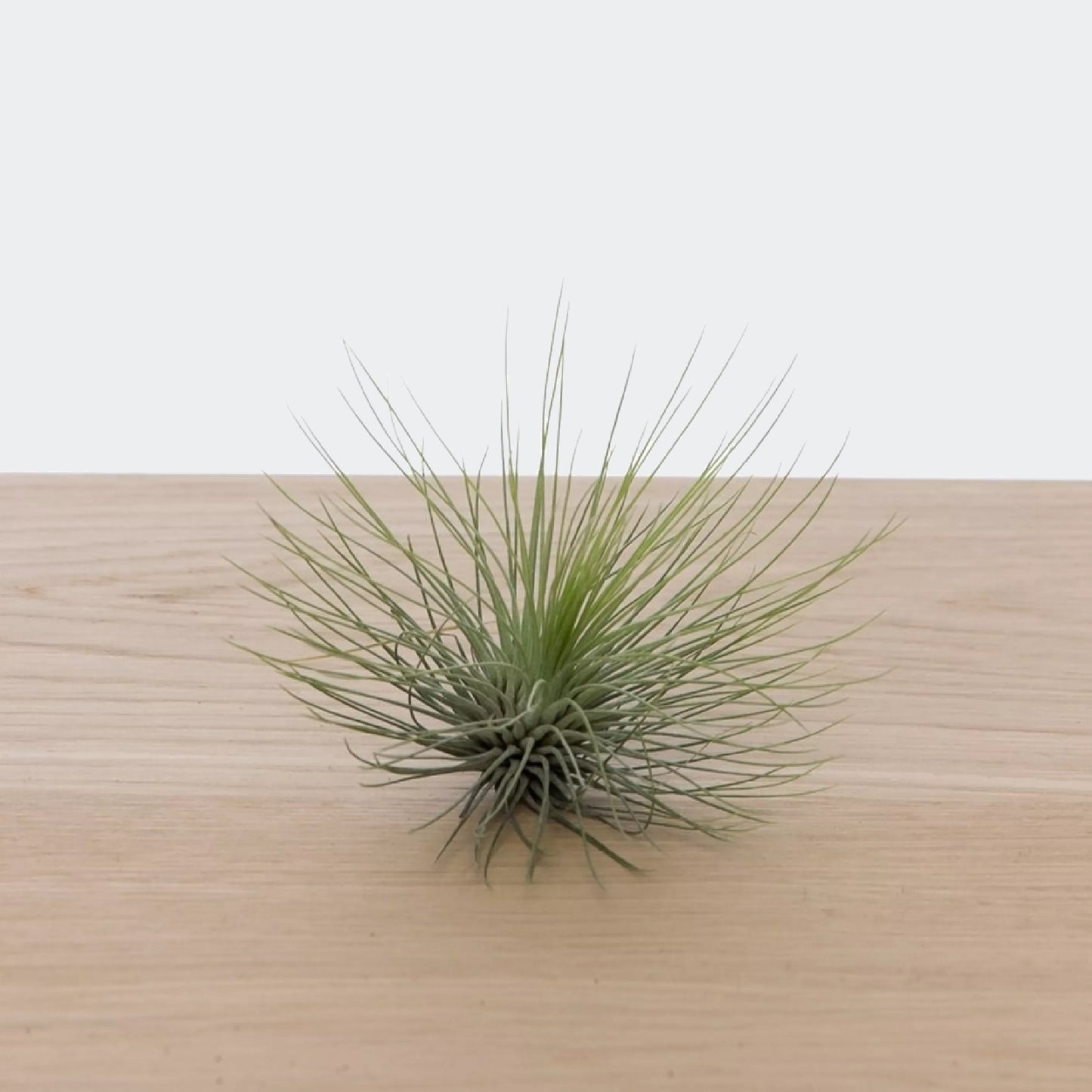 Tillandsia Andreana (L)
