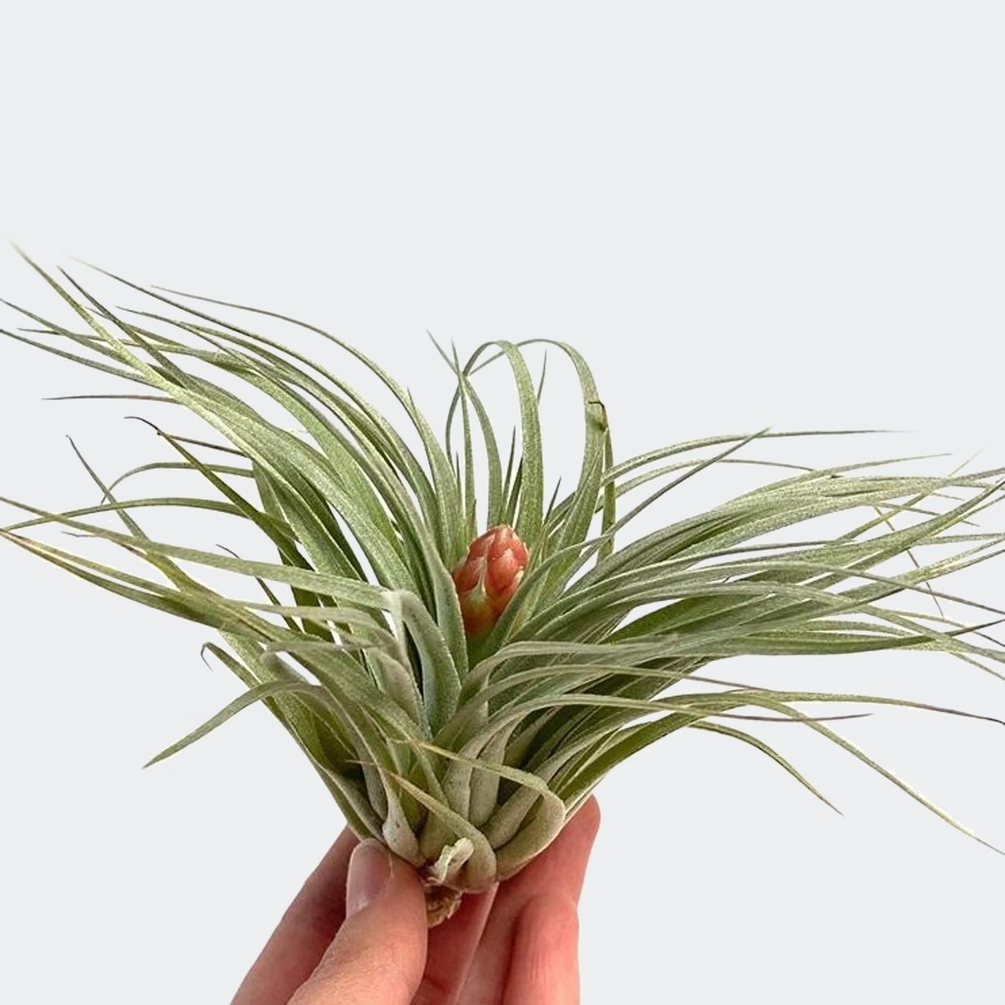 Tillandsia Cotton Candy