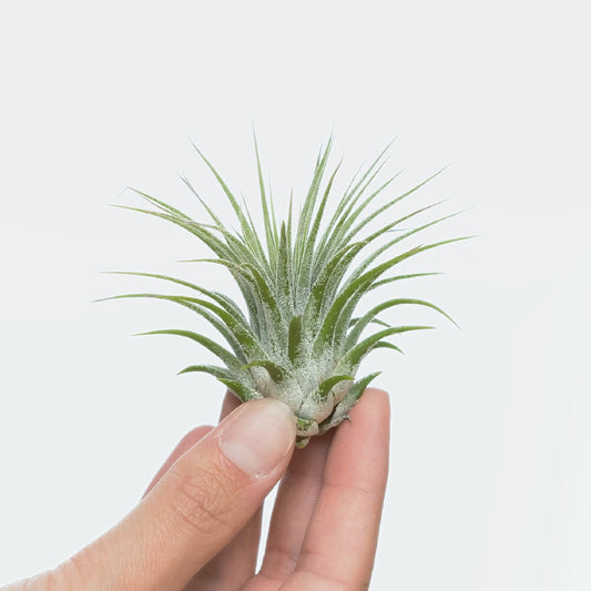 Tillandsia Ionantha Green (M)