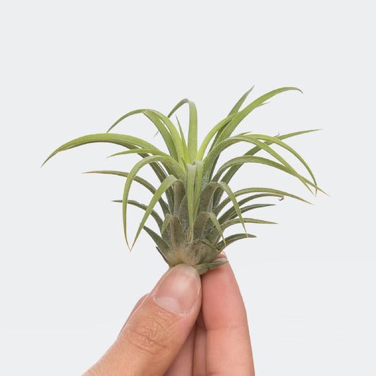Tillandsia Ionantha Rubra (M)