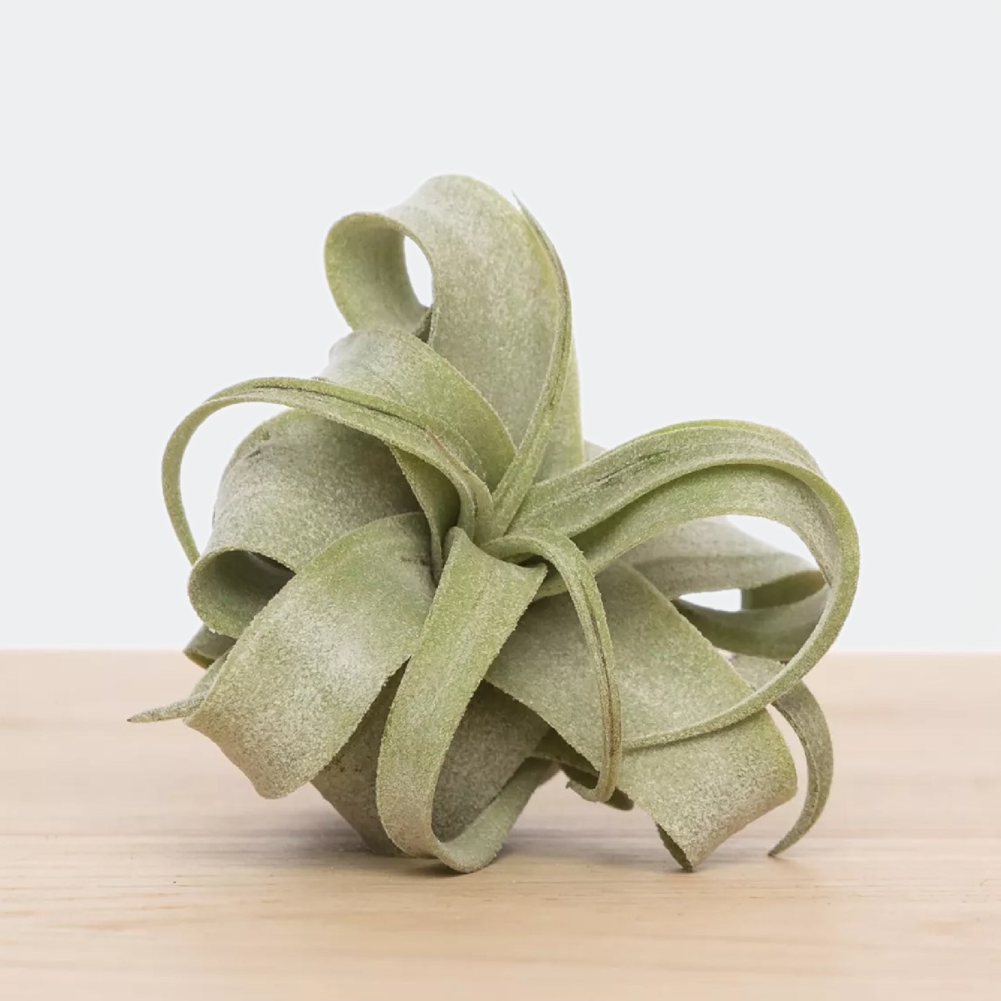 Tillandsia Streptophylla (M)