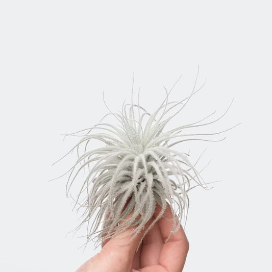 Tillandsia Tectorum Snow