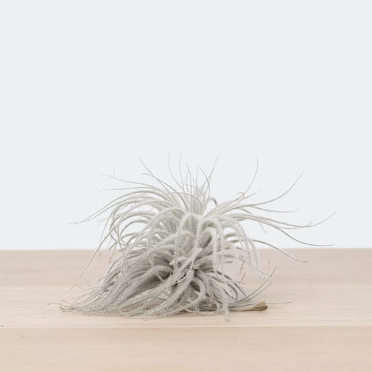 Tillandsia Tectorum Snow