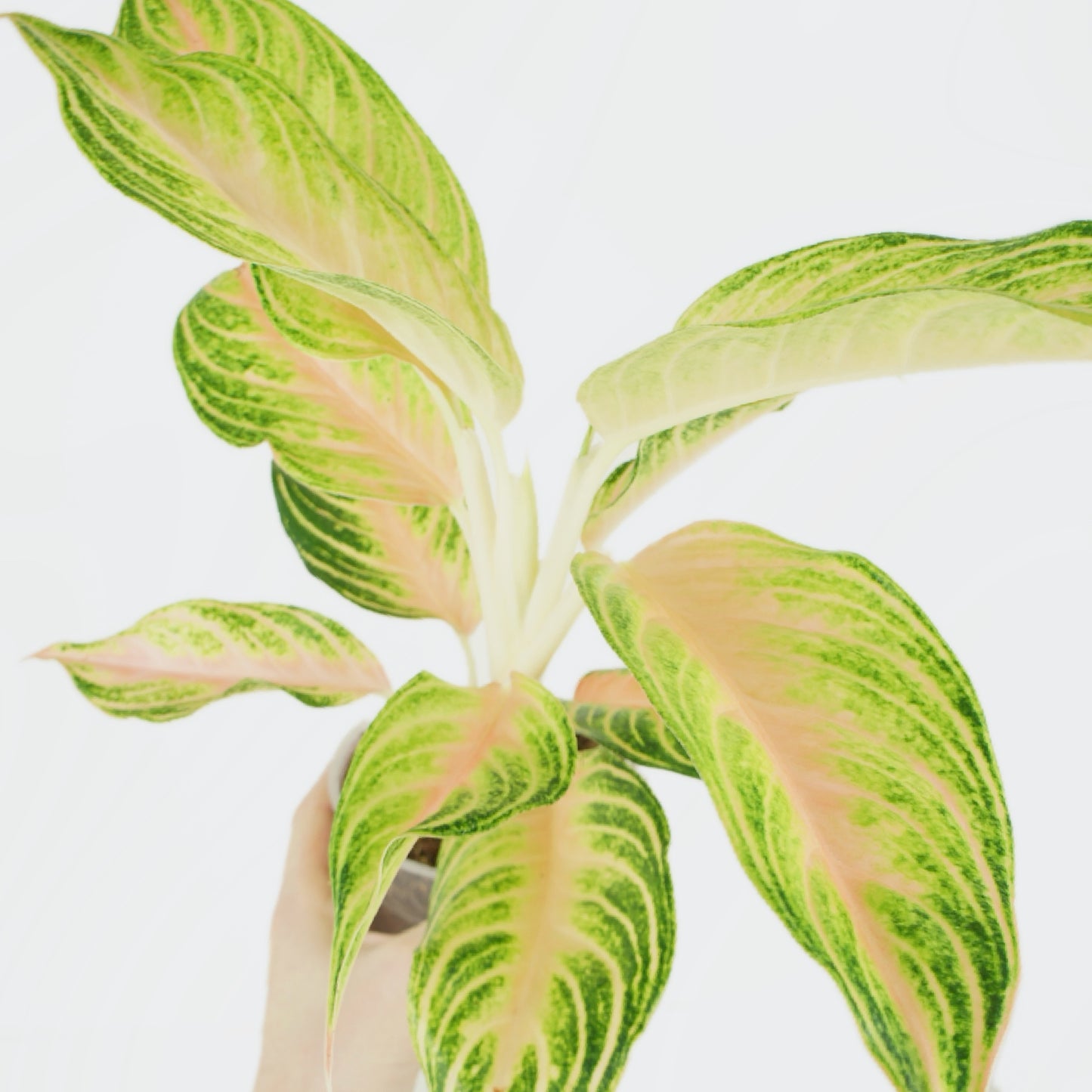 Aglaonema Eyecatcher