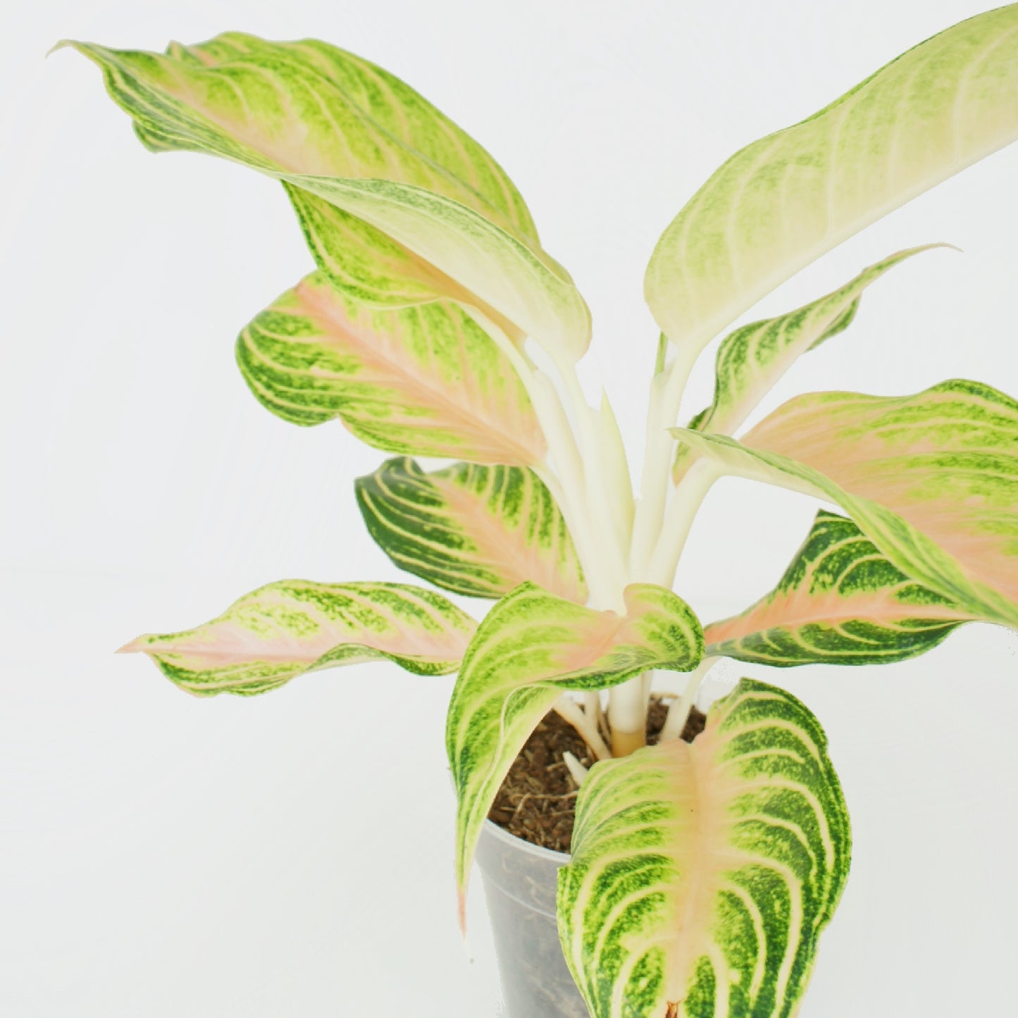 Aglaonema Eyecatcher