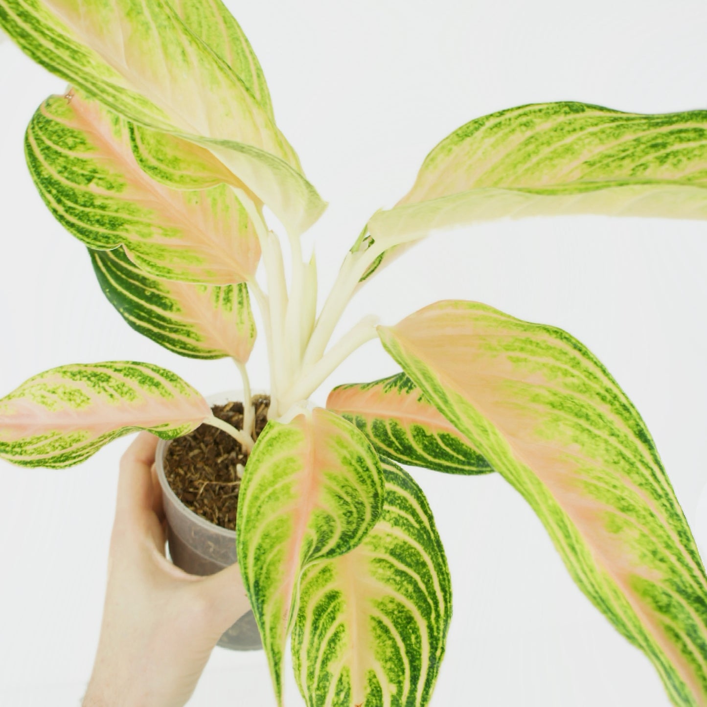 Aglaonema Eyecatcher
