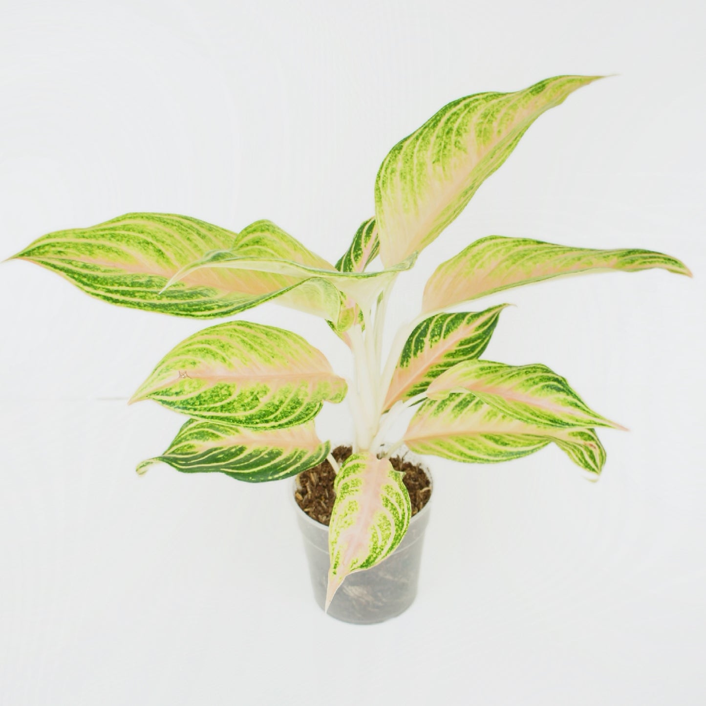 Aglaonema Eyecatcher
