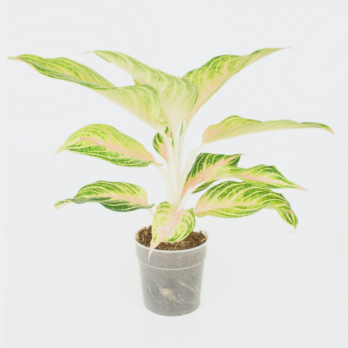 Aglaonema Eyecatcher