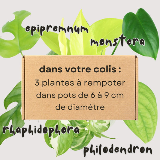 Trio Aracées - 3 mini-plantes