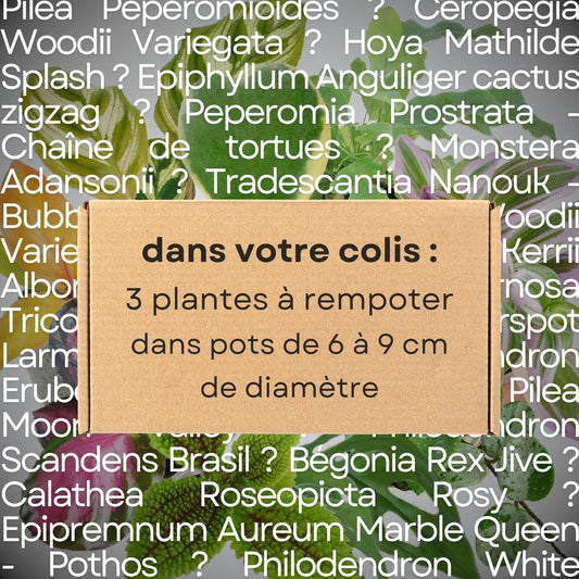Trio Surprises - 3 mini-plantes