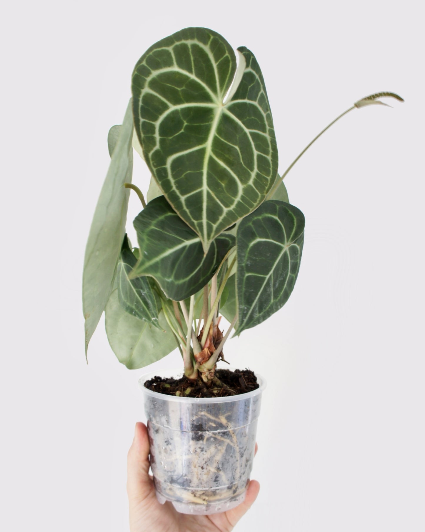 Anthurium Clarinervium