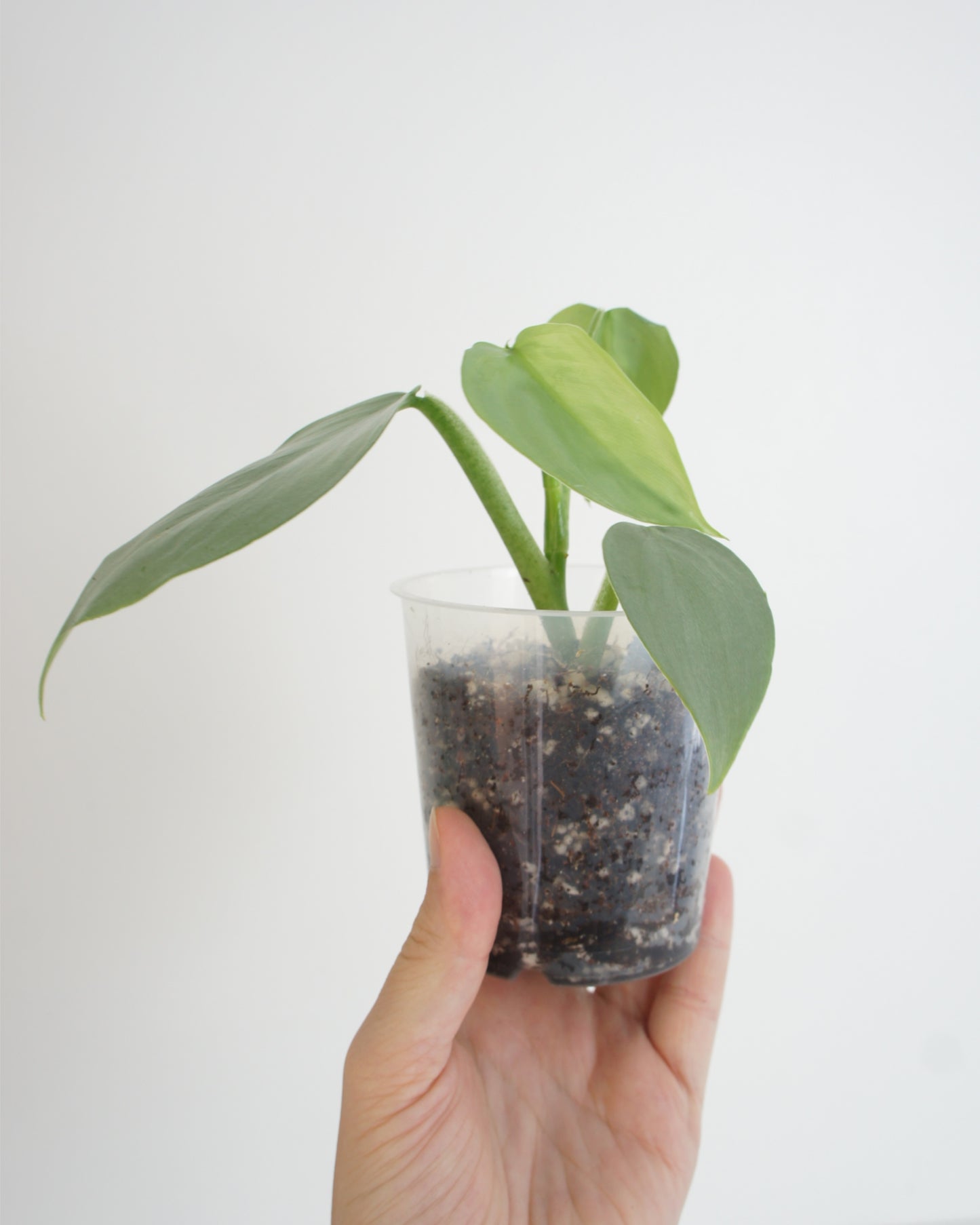 Philodendron Hastatum - Silver Sword